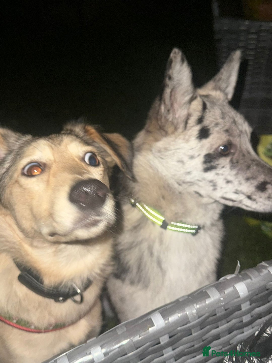 Mixed Breed dogs for adoption: 💙🐶 NICK(8 month) & ❤️🐶 MAILY (1 year)  - Advert 14