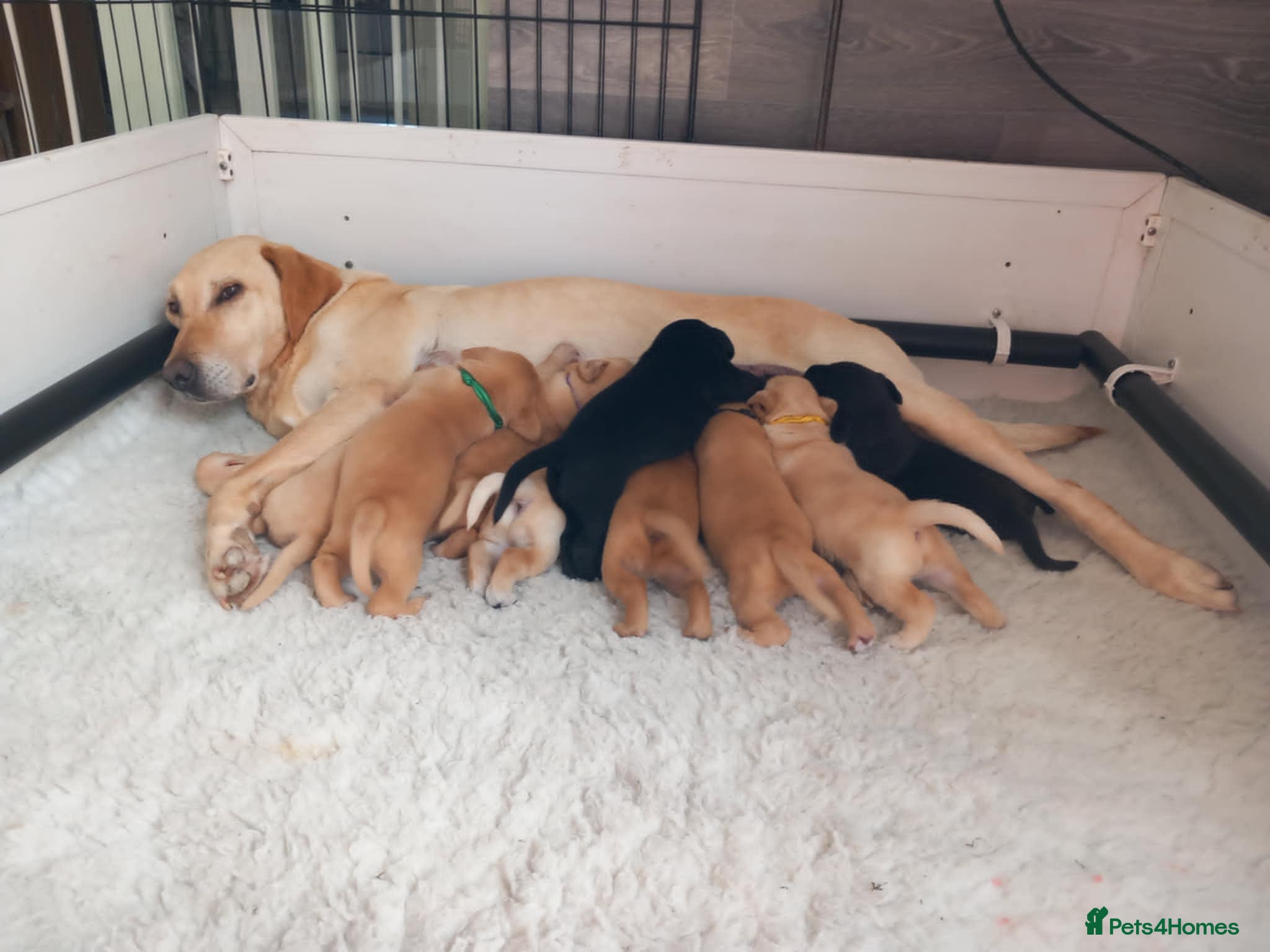 Labrador Retriever dogs KC reg, DNA tested working Labrador puppies - Advert 1