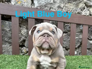 English Bulldog dogs Ready Today.. 1 boy 1 girl left ❤️💙 - Advert 3