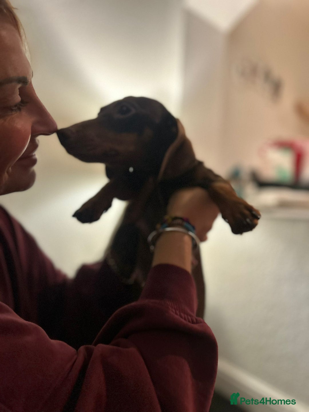 Mixed Breed dogs for sale: Dameranian Fluffballs  - Advert 3