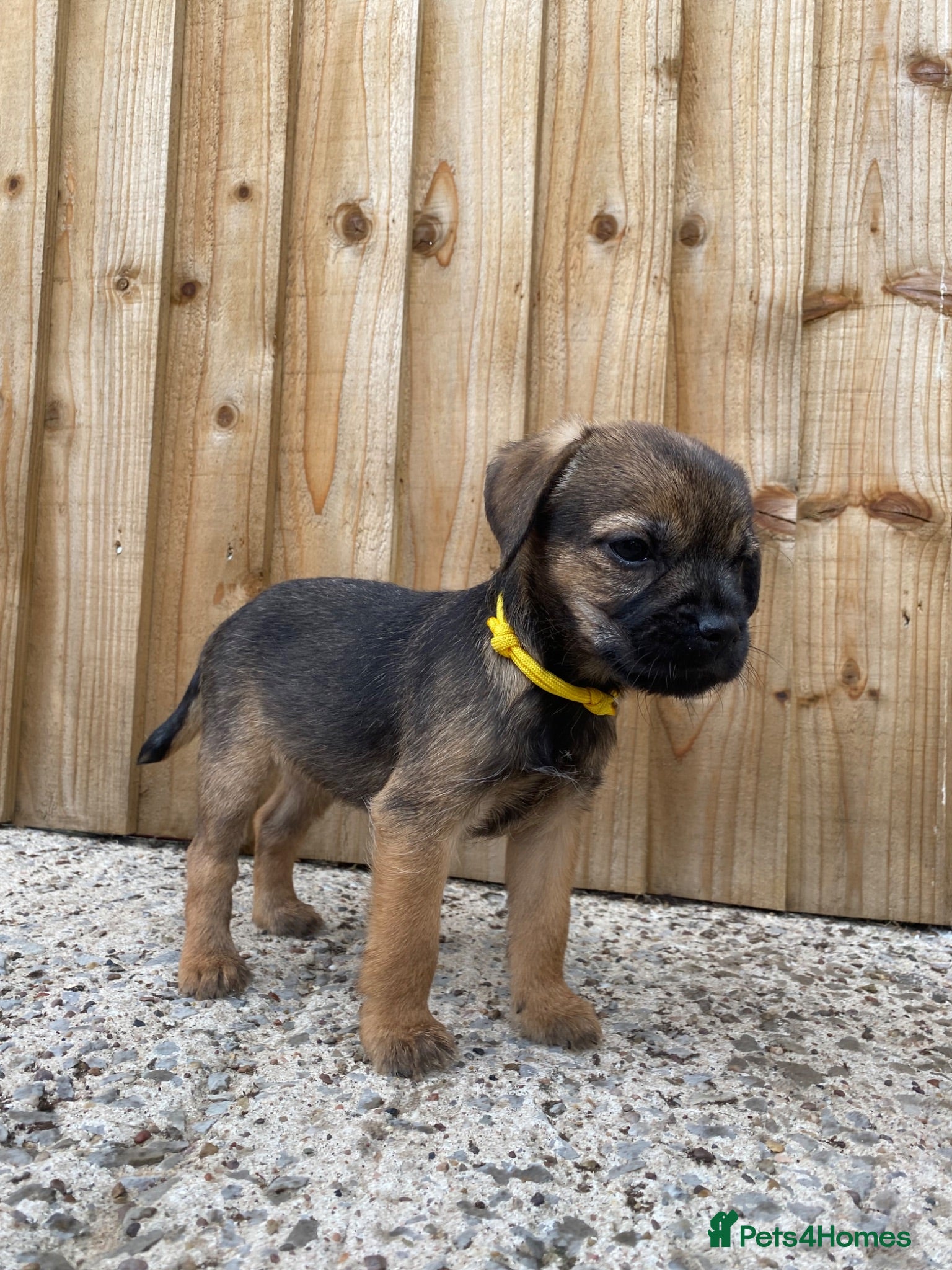 Border Terrier dogs ⭐️ KC BORDER TERRIERS, READY TO LEAVE NOW - Advert 5