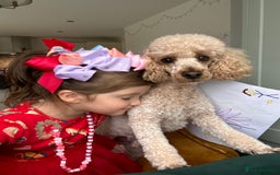 Toy Poodle dogs for sale: 🐾loving home needed for our sweet Toy Poodle🐾 - Image 4