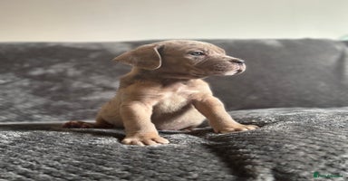 Cane Corso dogs - Advert 4