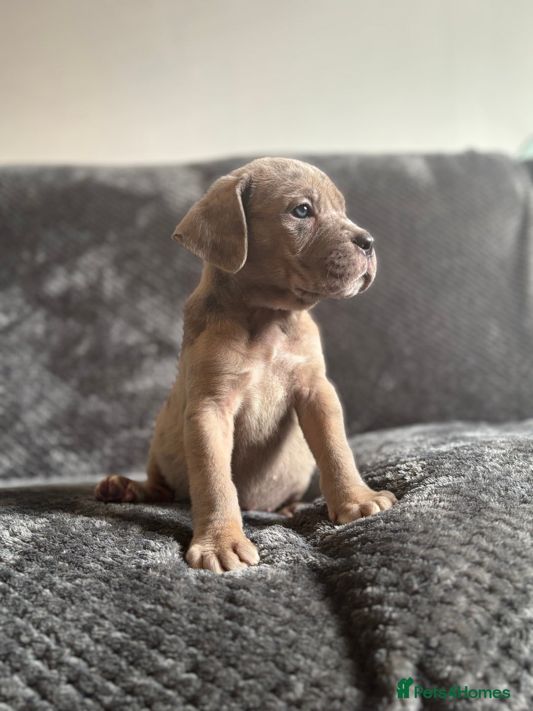 Cane Corso dogs for sale: Beautiful Cane corso Pups  - Image 1