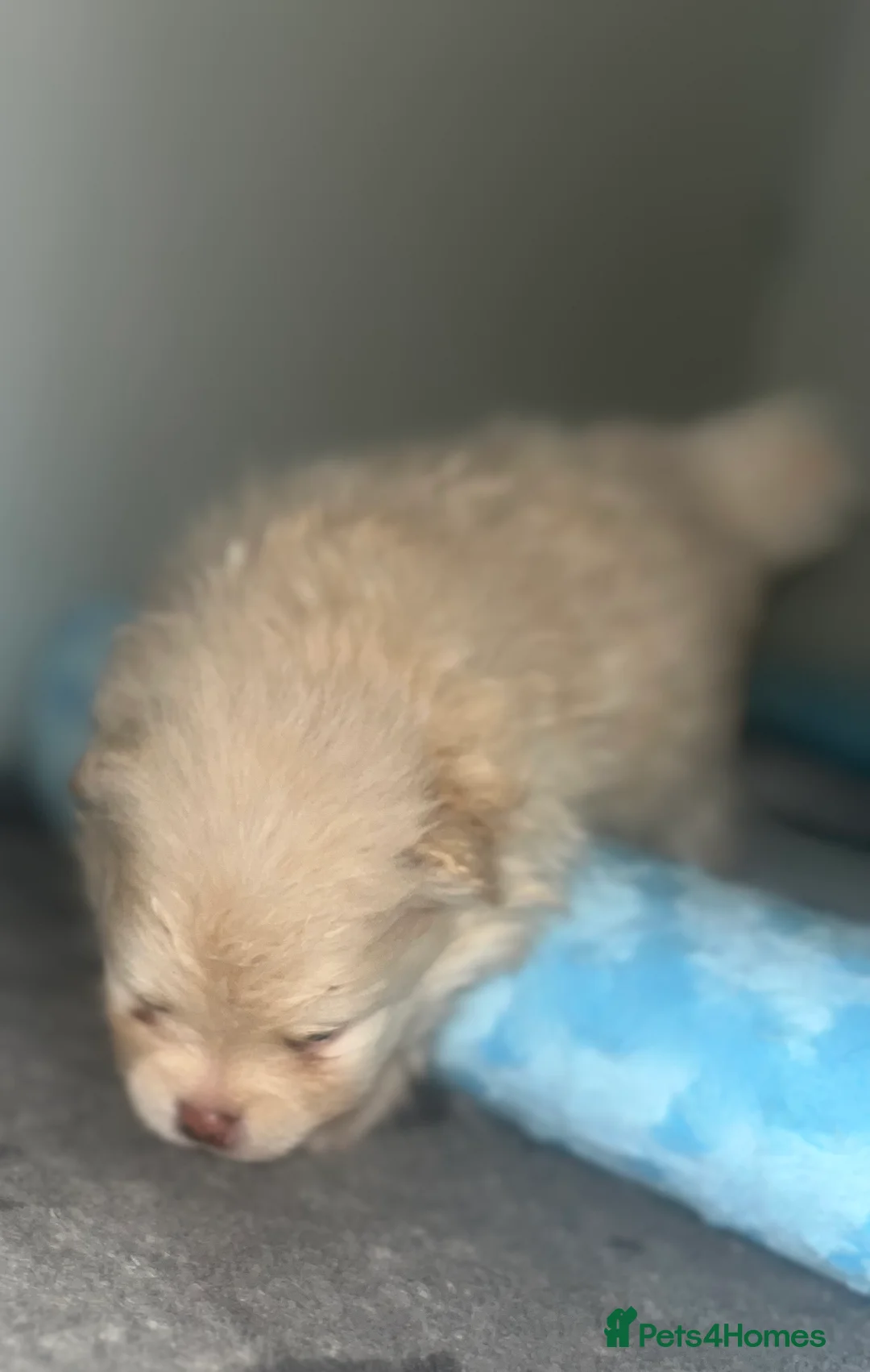 Pomeranian dogs for sale: 2 stunning Pomeranian boys available. - Advert 5