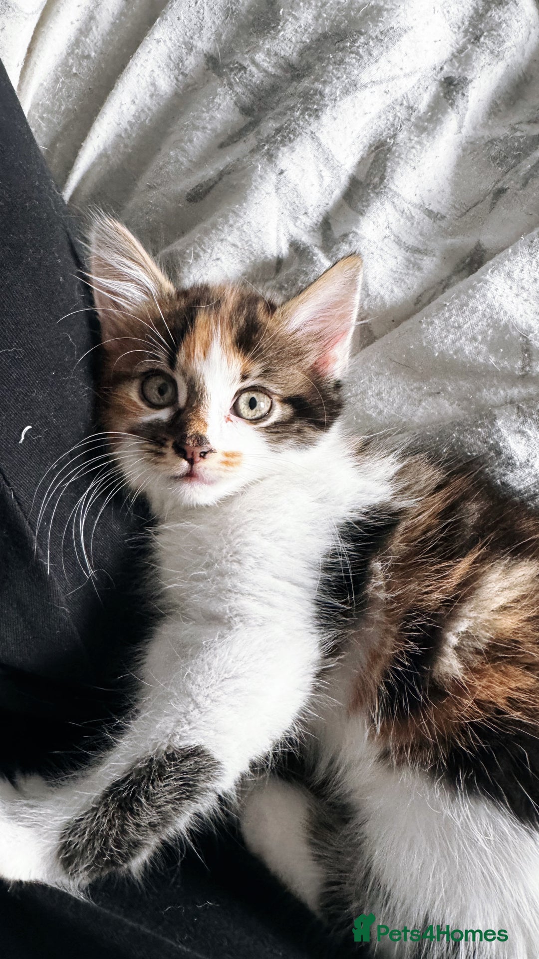 Mixed Breed cats for sale: female kittens. - Advert 9