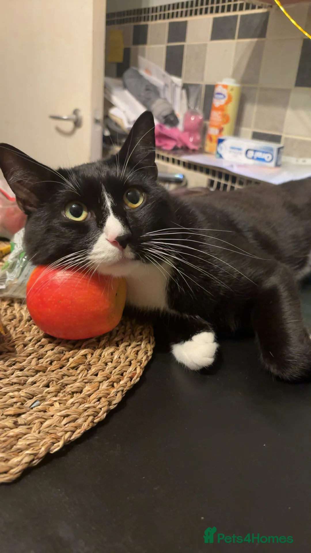 Domestic Shorthair cats for stud: Joey the House cat FREE!! in Derby - Advert 4