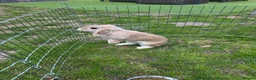 Mixed Breed rabbits for sale: Rabbits for sale in Hampton - Advert 6