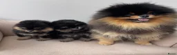 Pomeranian dogs for sale: 👑 Exclusive Rare Black & Tan Pomeranians 👑 - Advert 21
