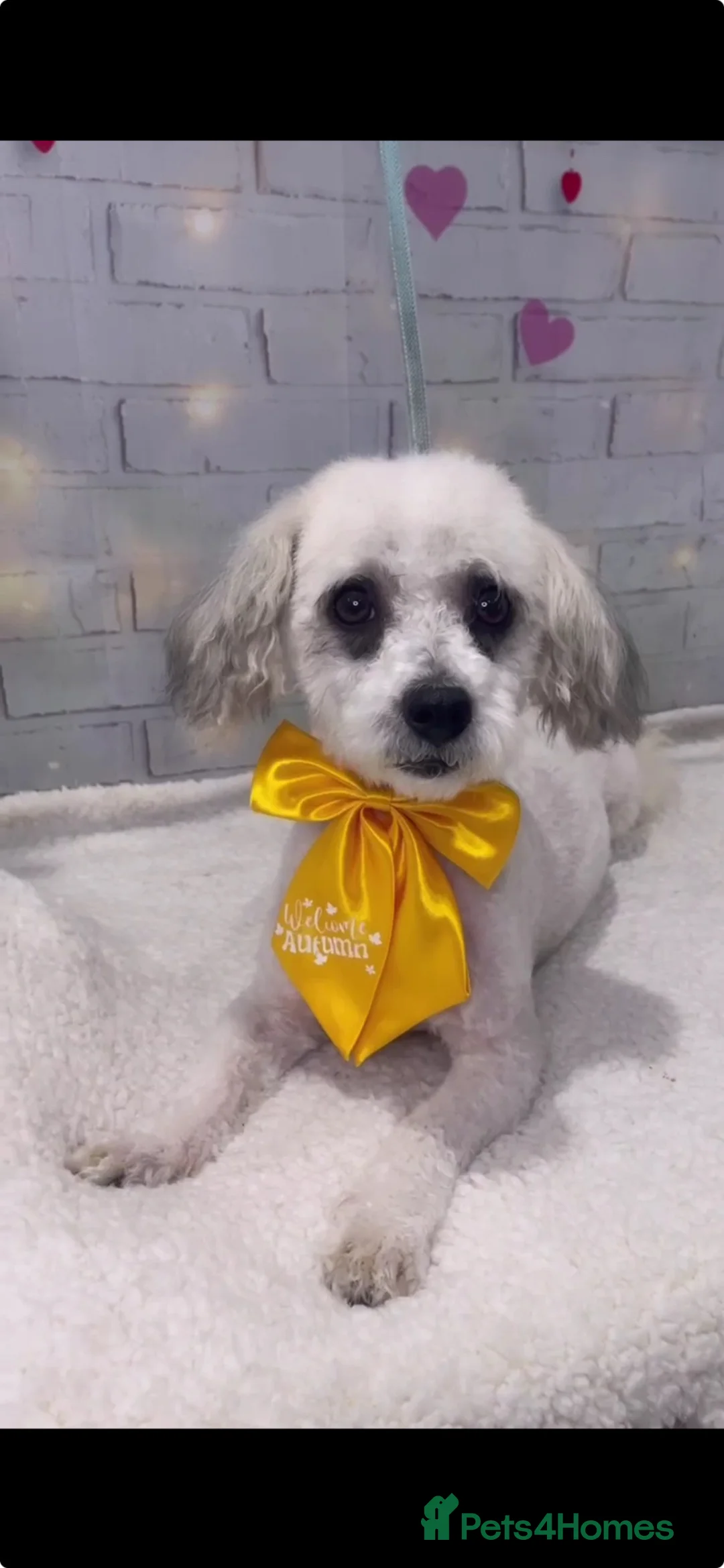 Poochon dogs for sale: Beautiful poochons for sale  - Advert 12