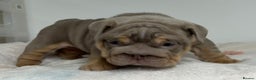 English Bulldog dogs for sale: *Stunning* KC English bulldog puppies ready soon!! - Advert 6
