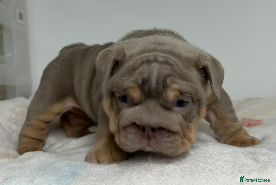 English Bulldog dogs for sale: *Stunning* KC English bulldog puppies ready soon!! - Advert 6