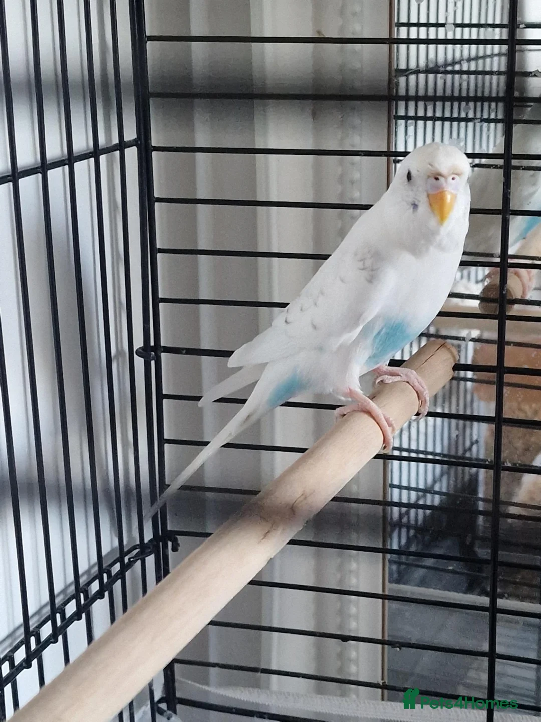 Budgerigars birds for sale: A nice buggie with a cage - Advert 1