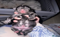 Mixed Breed dogs for sale: Chowski pups for sale - Image 7