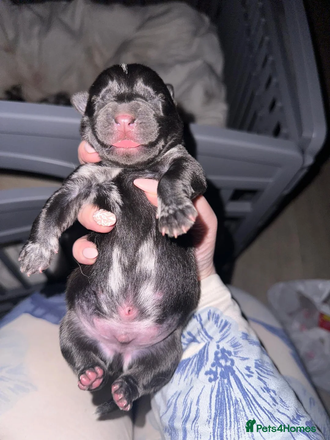 Mixed Breed dogs for sale: adorable male Chowski pup for sale - Advert 27