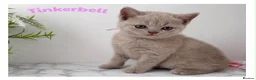 British Shorthair cats for sale: Champion bloodline BSH kittens  in Belvedere - Advert 3