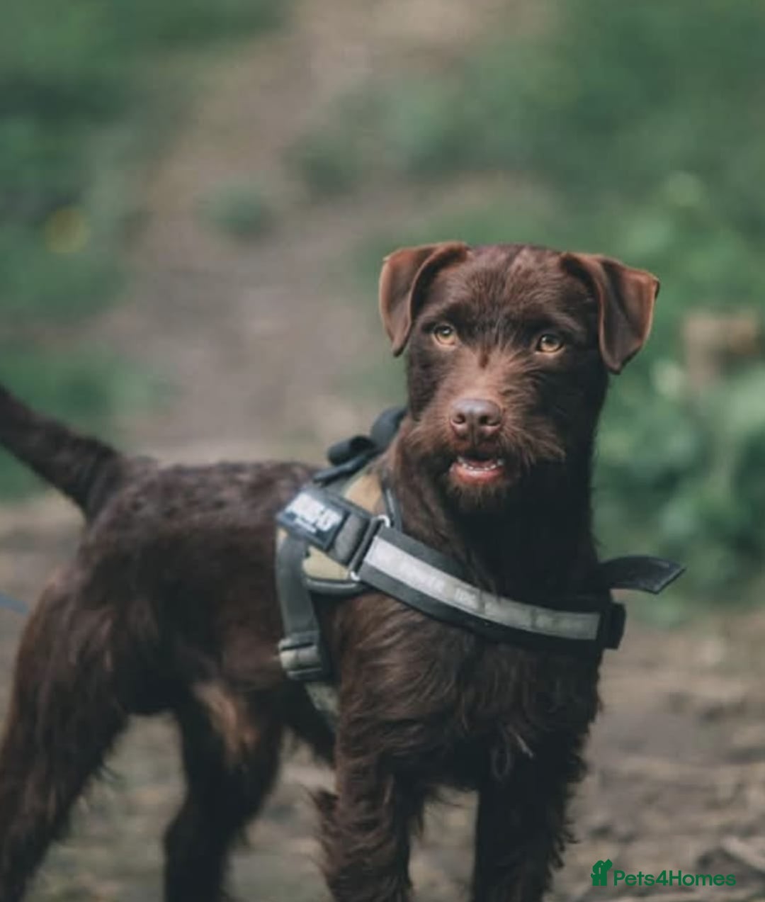 Patterdale Terrier dogs for sale: red patterdale pups  - Advert 2