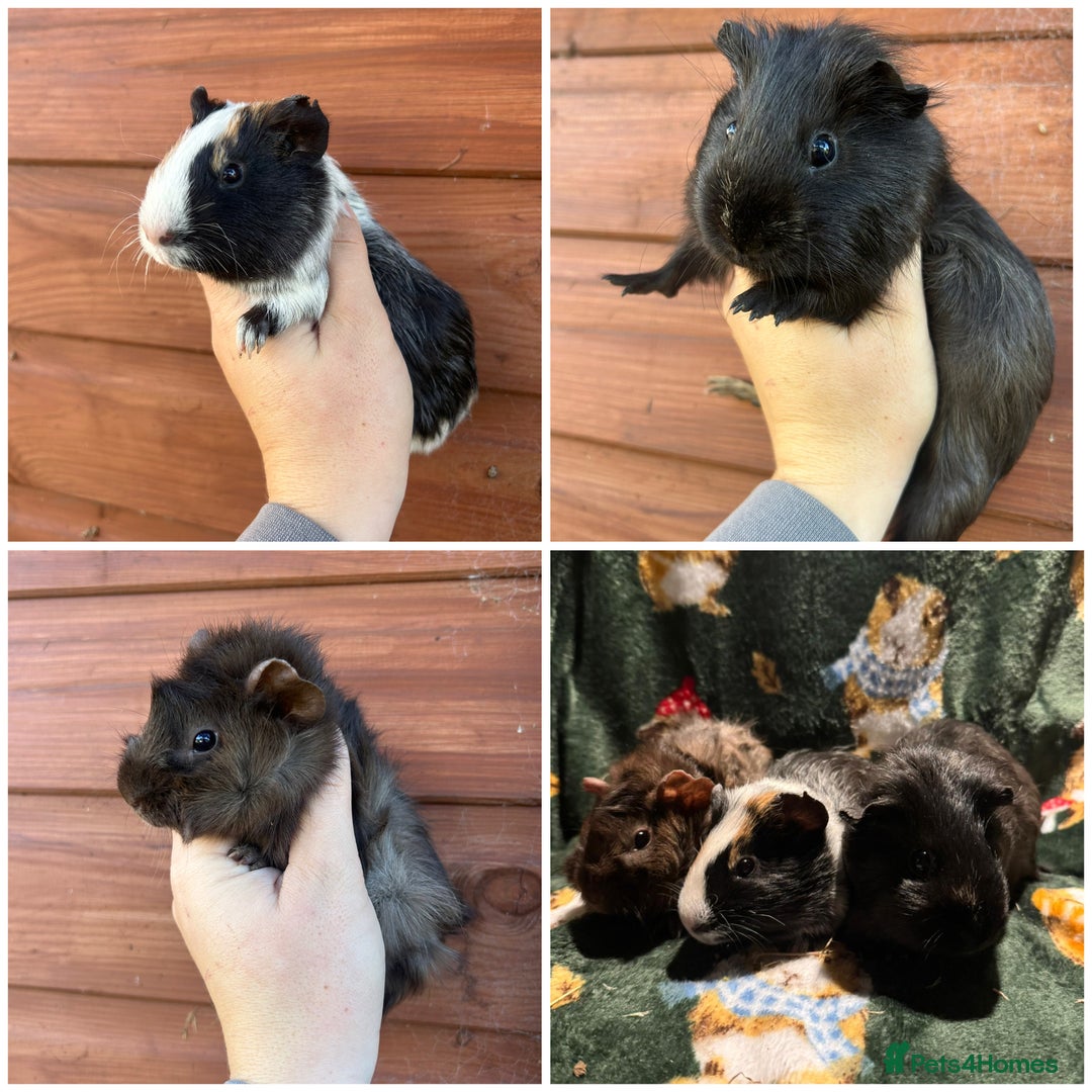 Guinea Pig rodents for sale: Beautiful Baby Guineapigs  - Image 2