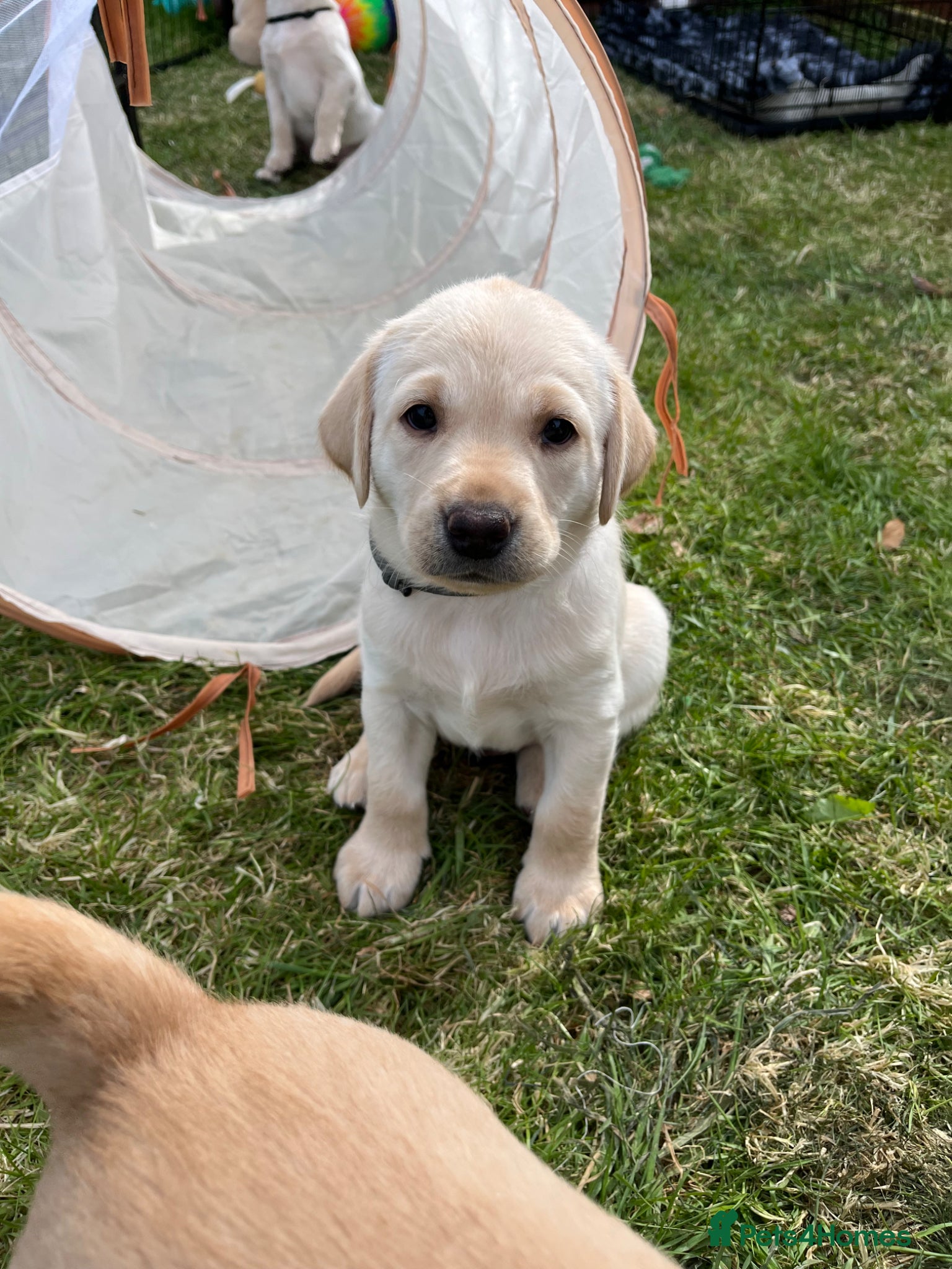 Labrador Retriever dogs KC registered working Labrador puppies  - Advert 17