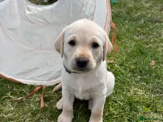 Labrador Retriever dogs KC registered working Labrador puppies - Advert 11