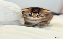 Scottish Fold cats for sale: Half Scottish half British short hair  in London - Image 28