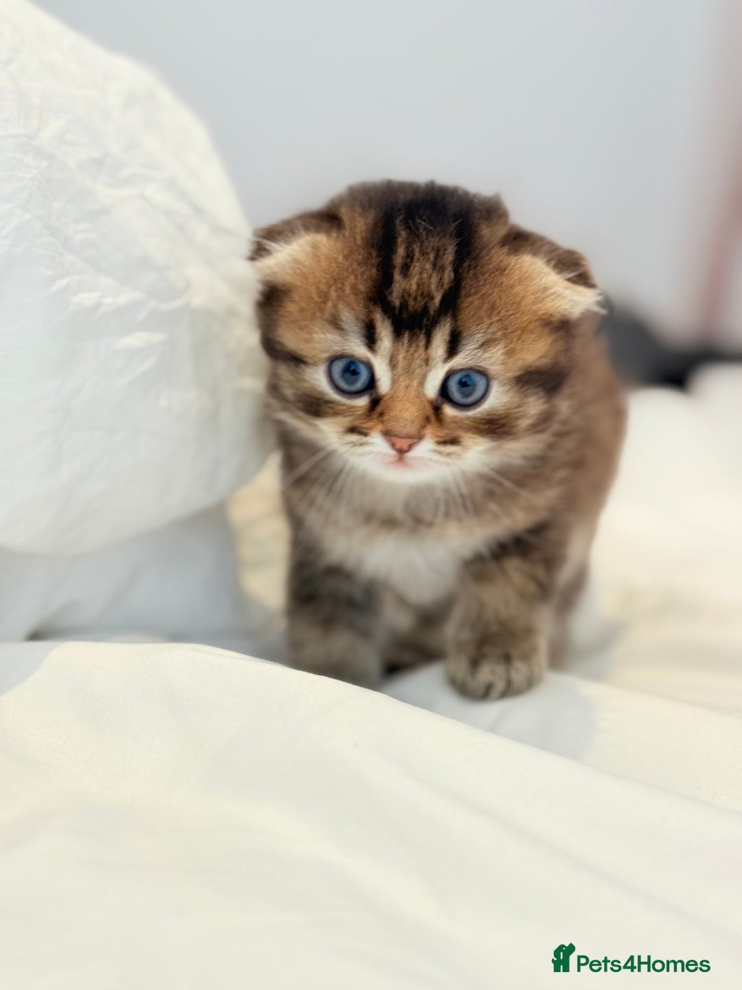 Scottish Fold cats for sale: Half Scottish half British short hair  in London - Image 28