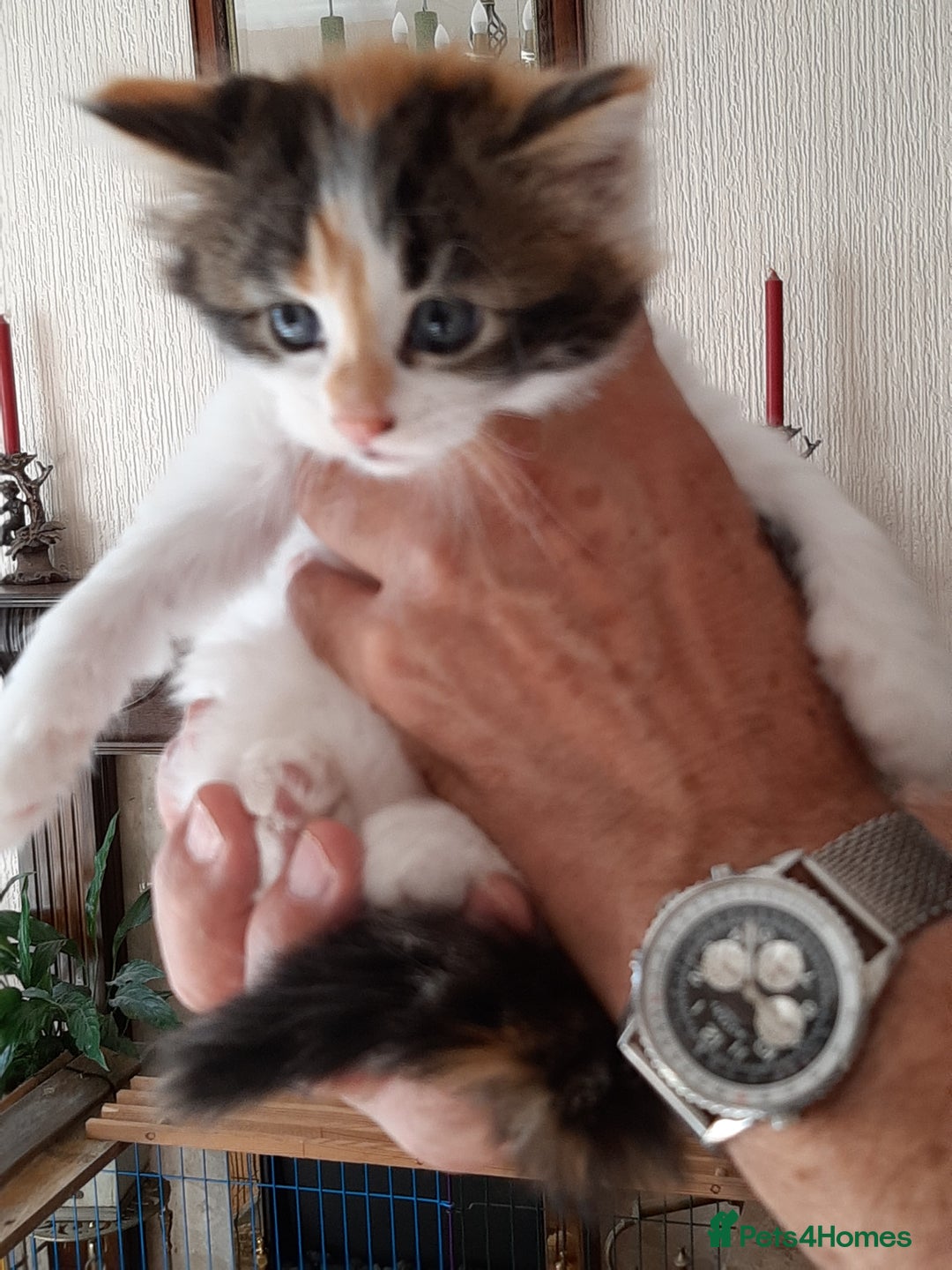 Maine Coon cats for sale: Maine Coon kittens  - Image 9