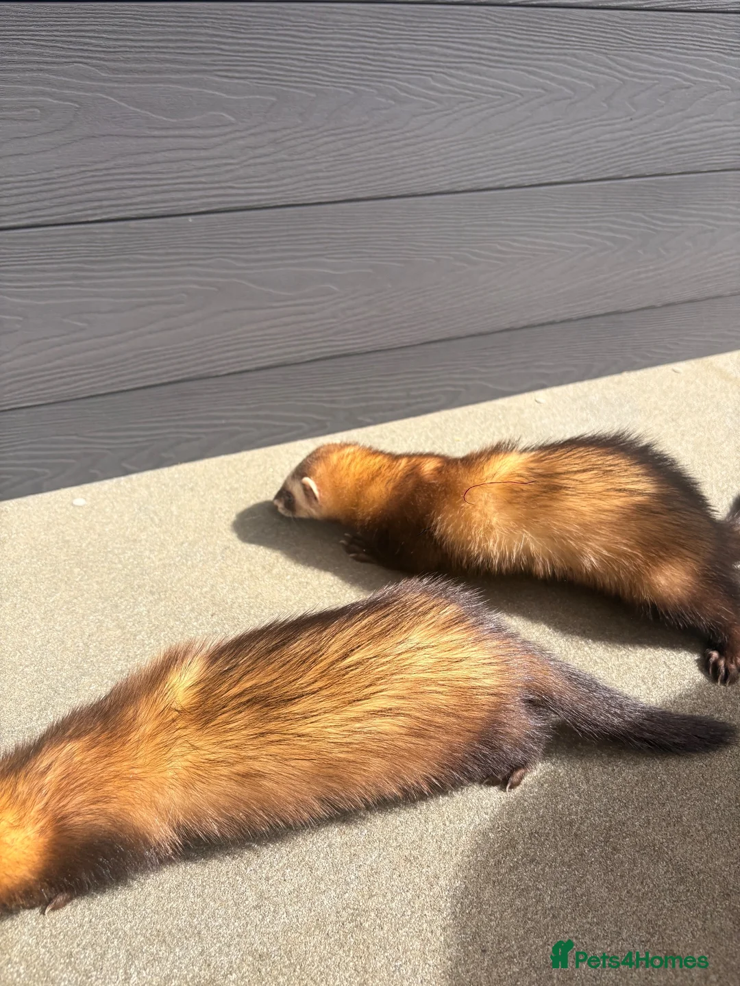 Ferret rodents for sale: 2 Female Ferrets – Working Stock in Hemel Hempstead - Advert 5