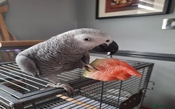 Parrots birds for sale: Talking African Greys for sale  - Image 3