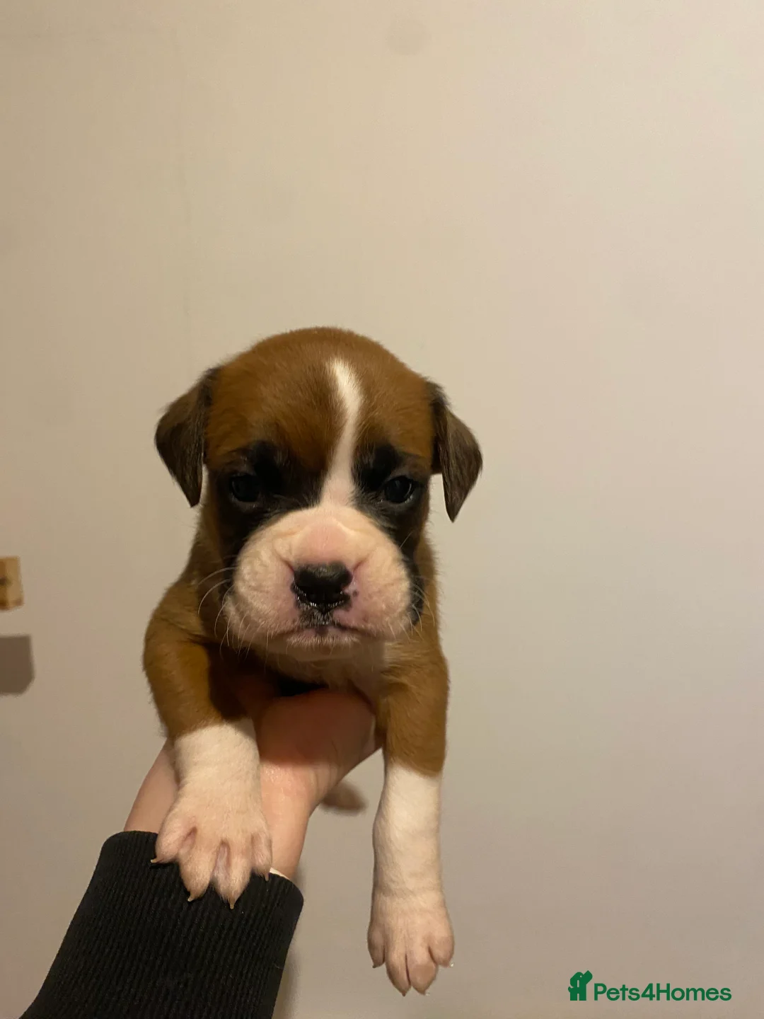 Boxer dogs for sale: Beautiful litter of boxer Babies  - Advert 24
