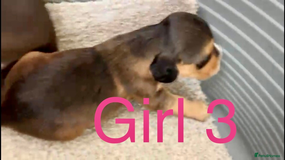 Cocker Spaniel dogs for sale: Kc show extensive health tests beautiful colours - Image 19