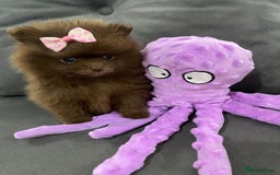 Pomeranian dogs for sale: Stunning extra small Poms  - Image 1