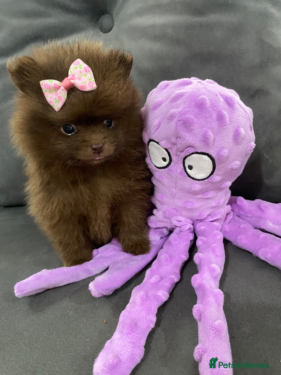 Pomeranian dogs for sale: Stunning extra small Poms  - Image 1