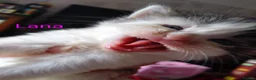 Siberian cats for sale: Adorable Siberian kittens - Advert 12