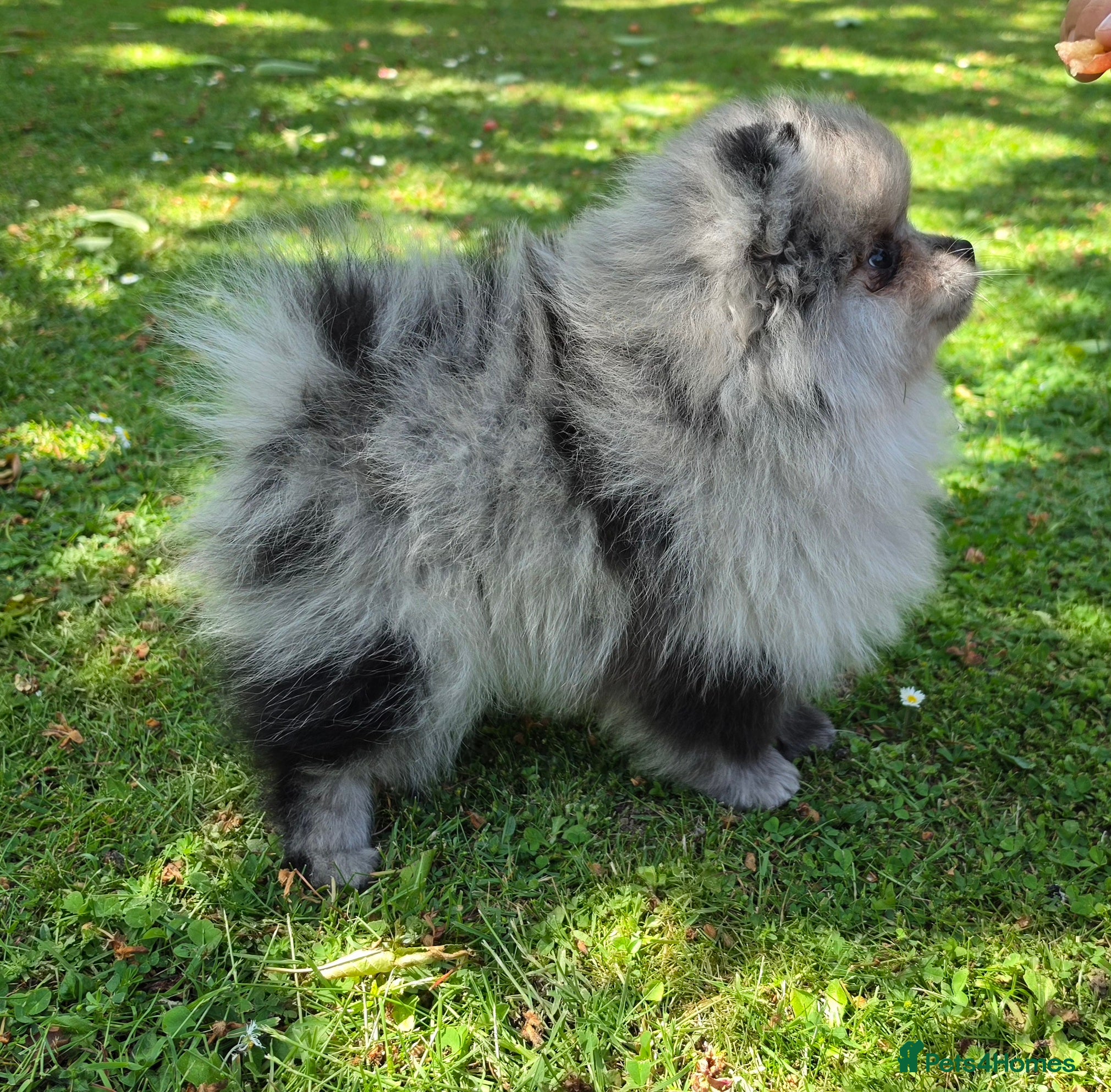 Pomeranian Puppy 1