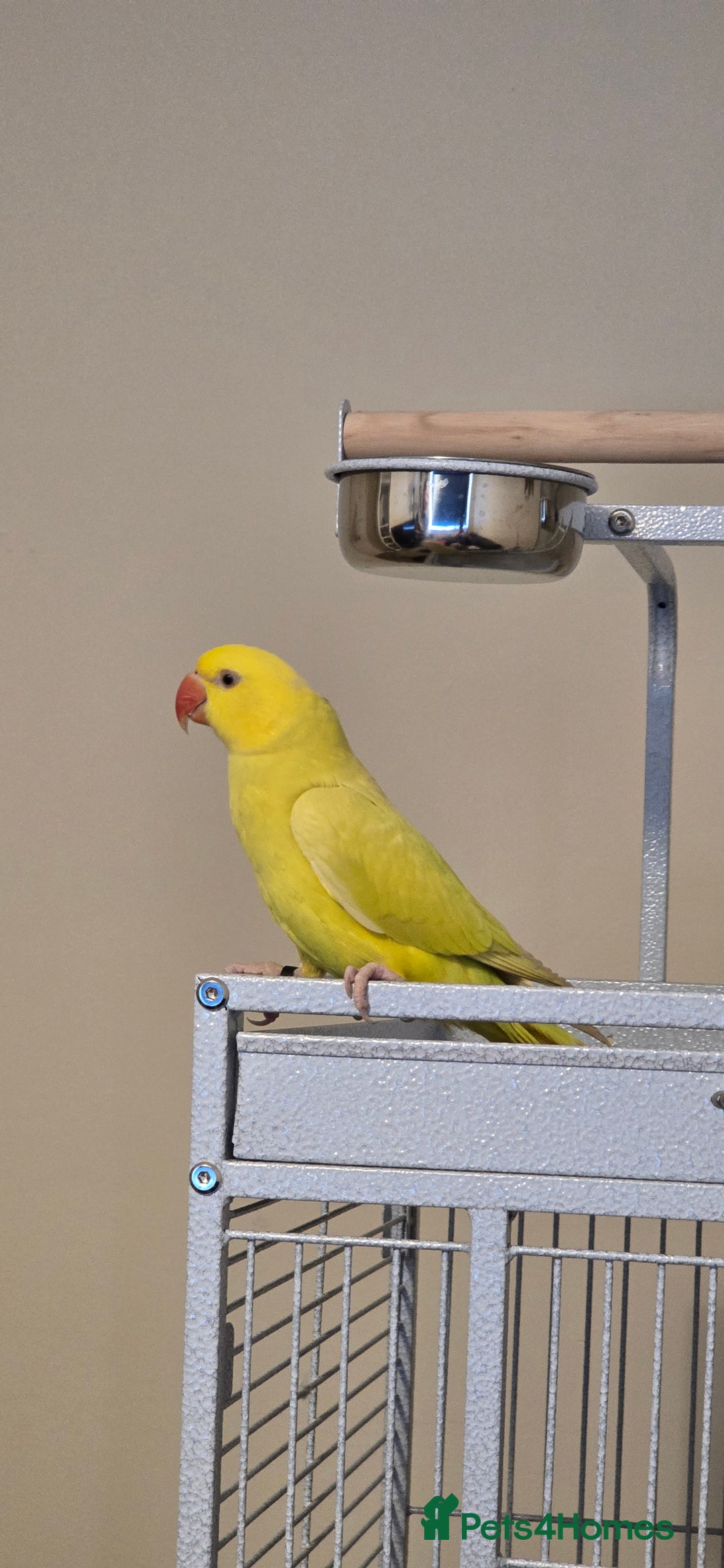 Ringnecks birds for sale: Yellow Indian Ringeck - Advert 4