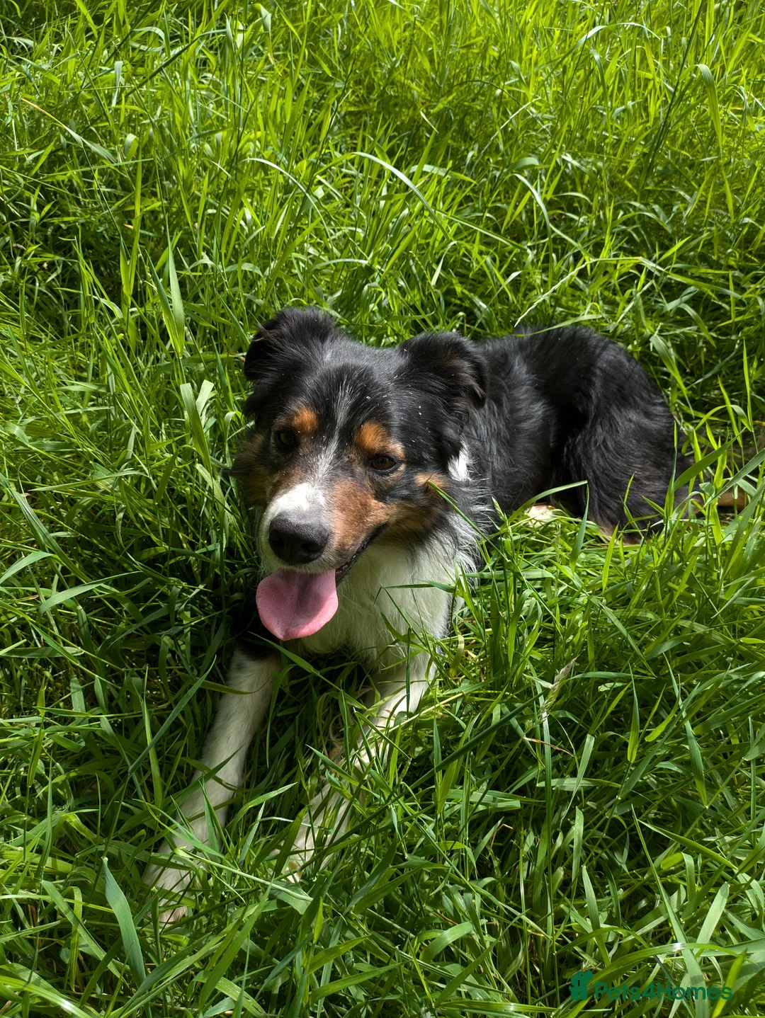 Border Collie dogs for sale: Border Collie Puppies  - Advert 3