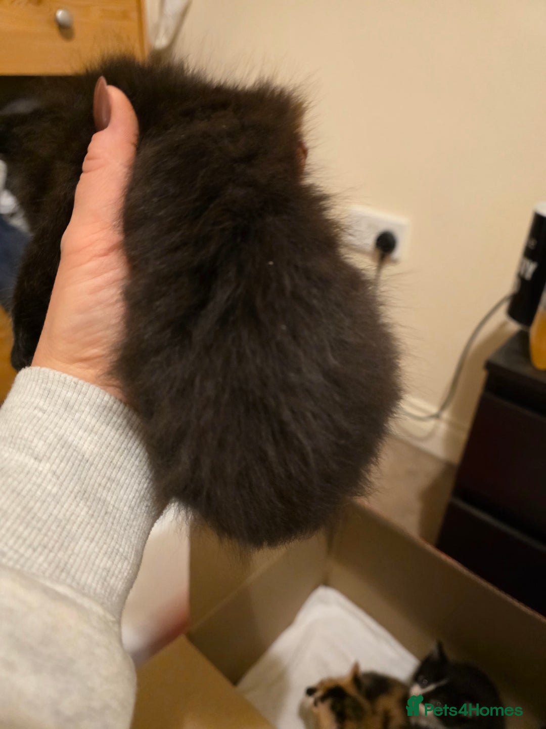 Mixed Breed cats for sale: Adorable longhair and short hair  - Advert 27