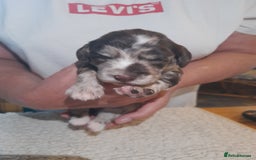 Sprocker dogs for sale: Gorgeous Merle Sprockers.  - Image 20