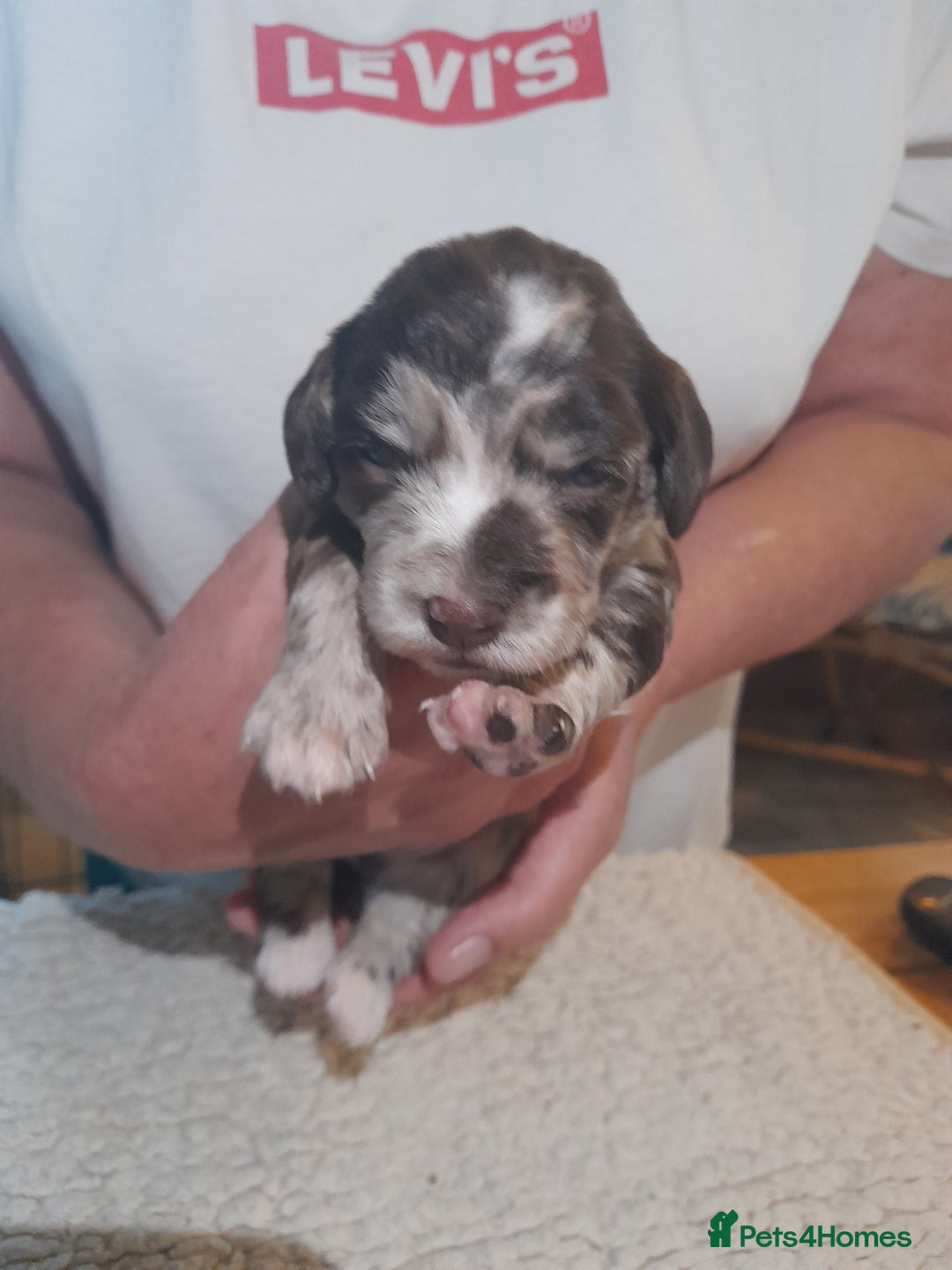 Sprocker dogs for sale: Gorgeous Merle Sprockers.  - Image 20