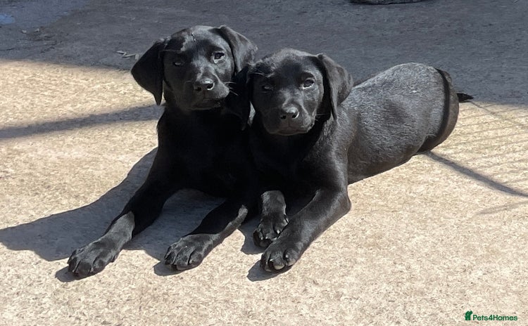 Labrador Retriever dogs KC Black Puppies,Extensively health tested parents - Advert 4