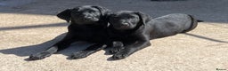 Labrador Retriever dogs for sale: KC Black Puppy ,Extensively health tested parents - Advert 1