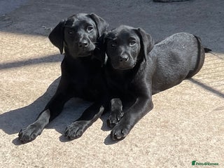 Labrador Retriever dogs KC Black Puppies,Extensively health tested parents - Advert 3