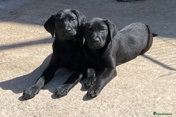 Labrador Retriever dogs KC Black Puppies,Extensively health tested parents - Advert 4