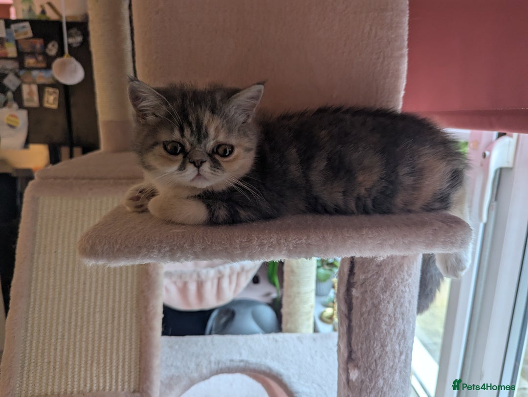 Exotic cats for sale: Beautiful exotic tourtie and white girl  - Image 13
