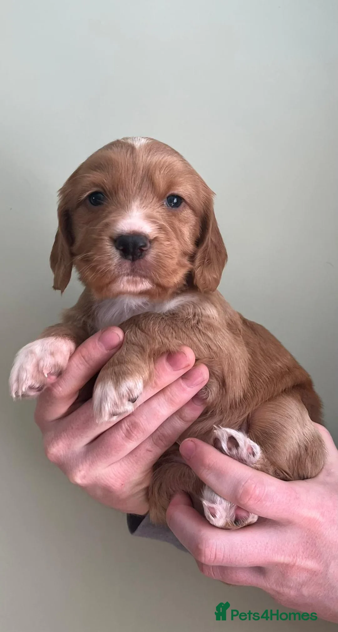Cocker Spaniel dogs for sale: Kennel Club registered working cocker spaniels  - Advert 1