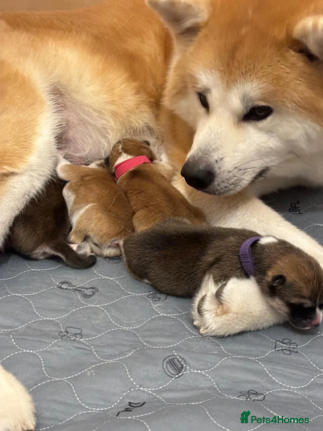 Japanese Akita Inu dogs for sale:  Japanese Akita Inu Puppies – Red Fawn - Advert 3