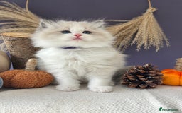 Ragdoll cats for sale: Stunning TICA Ragdolls  - Image 5
