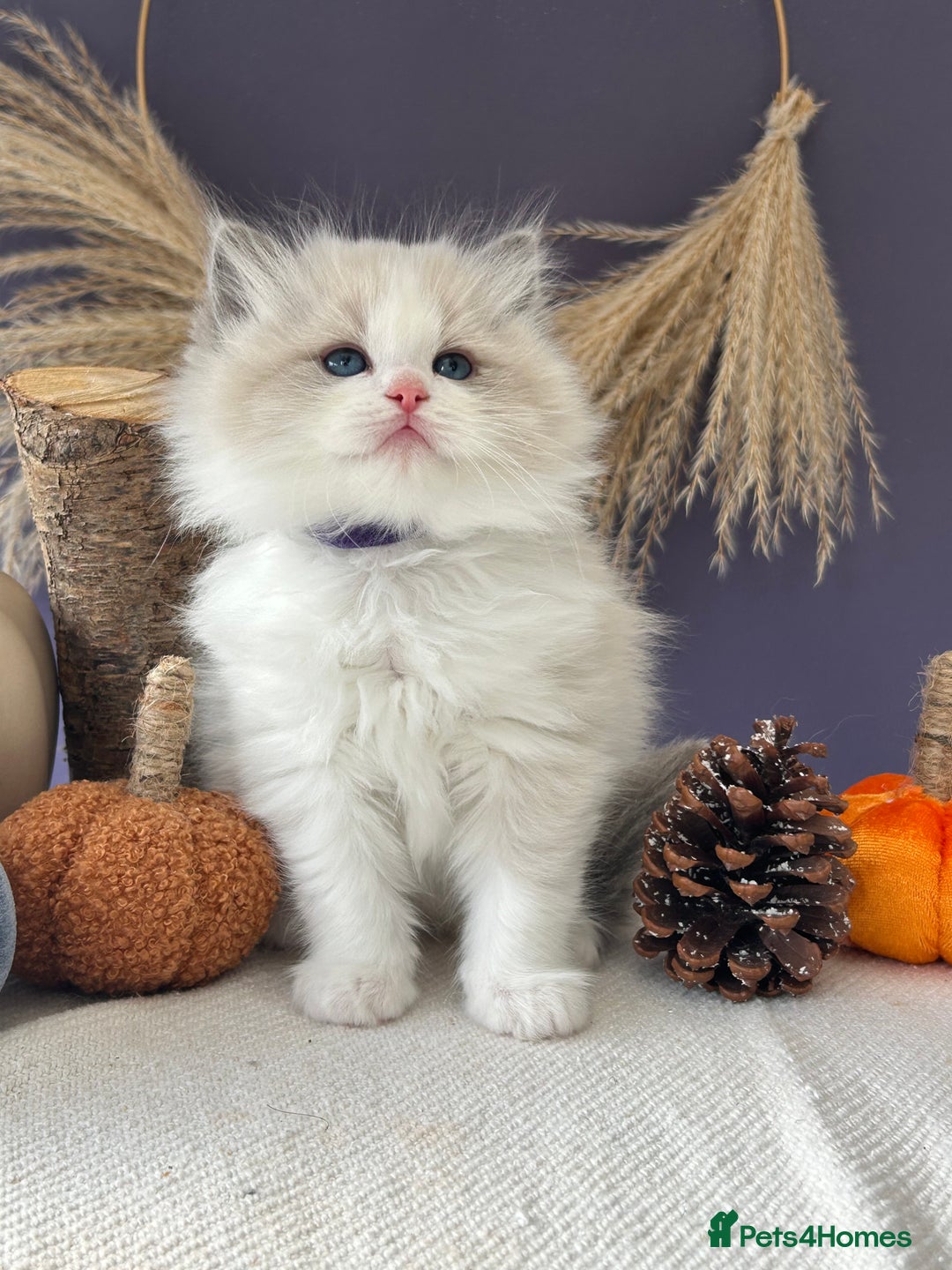Ragdoll cats for sale: Stunning TICA Ragdolls  - Image 5