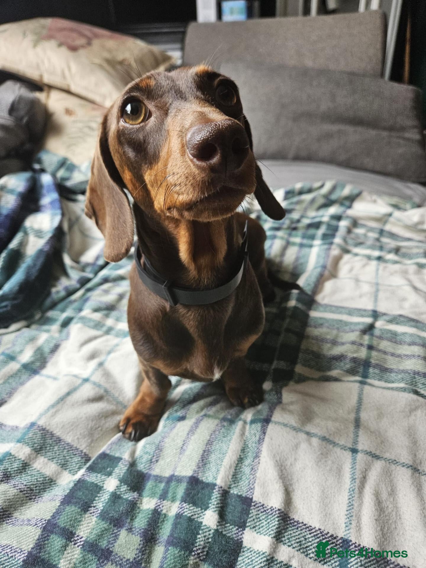 Miniature Dachshund dogs Beautiful miniture daschund puppies. - Advert 11